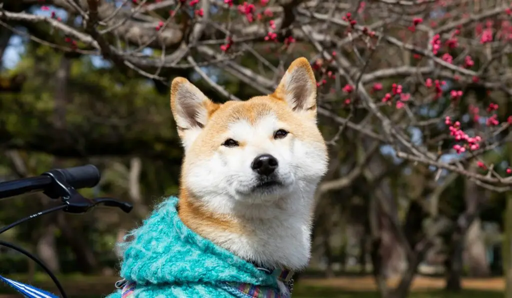 Top 10 Most Loyal Dog Breeds Akita