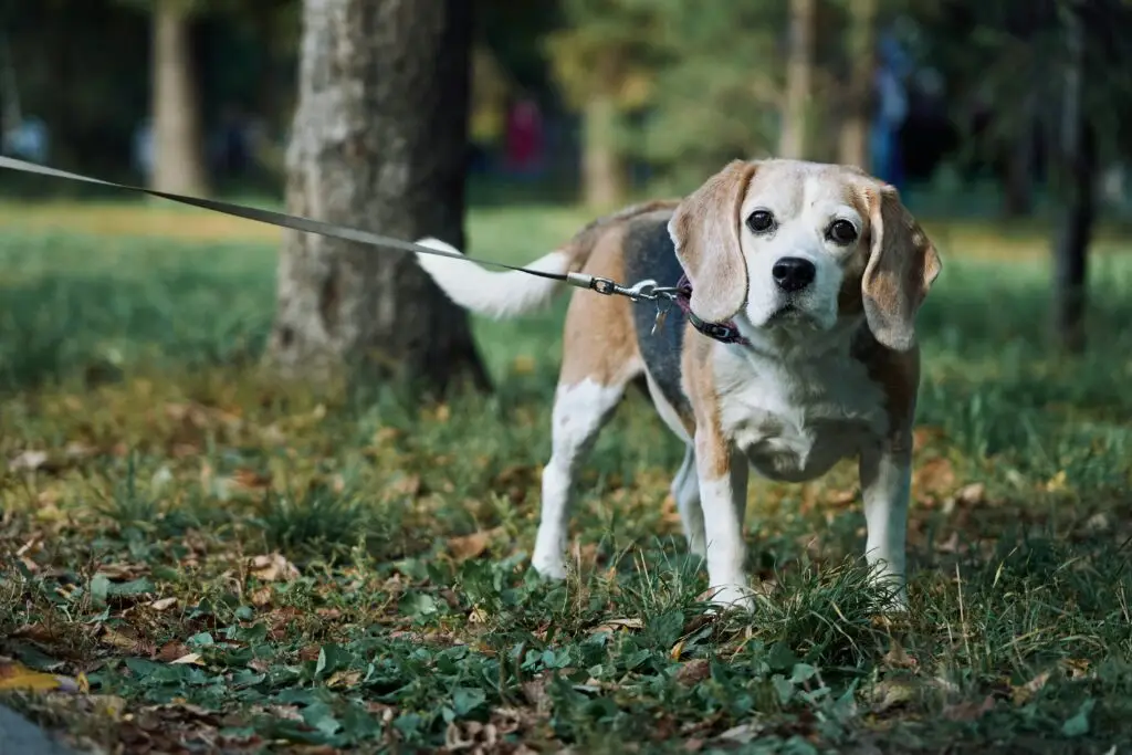 Top 10 Most Loyal Dog Breeds Beagle