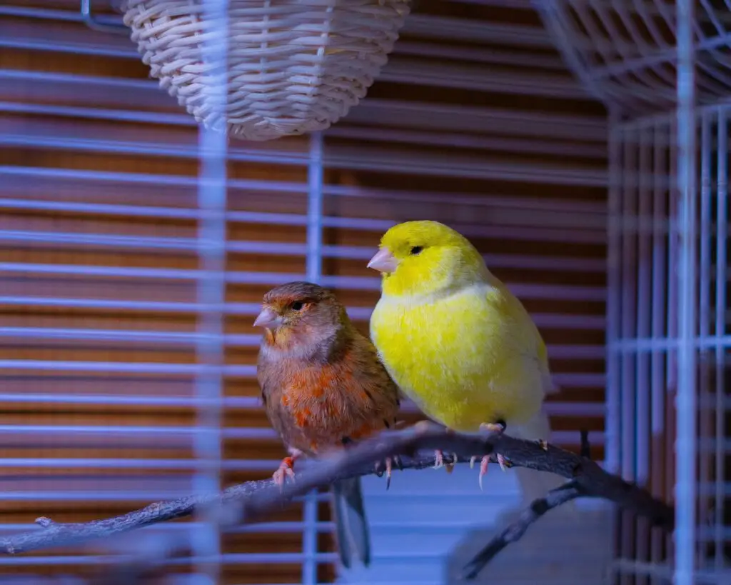 Best Pet Birds for Beginners Best Pet Birds for Beginners