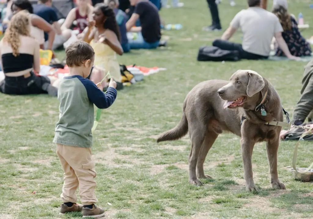 Top 10 Most Loyal Dog Breeds Boxer