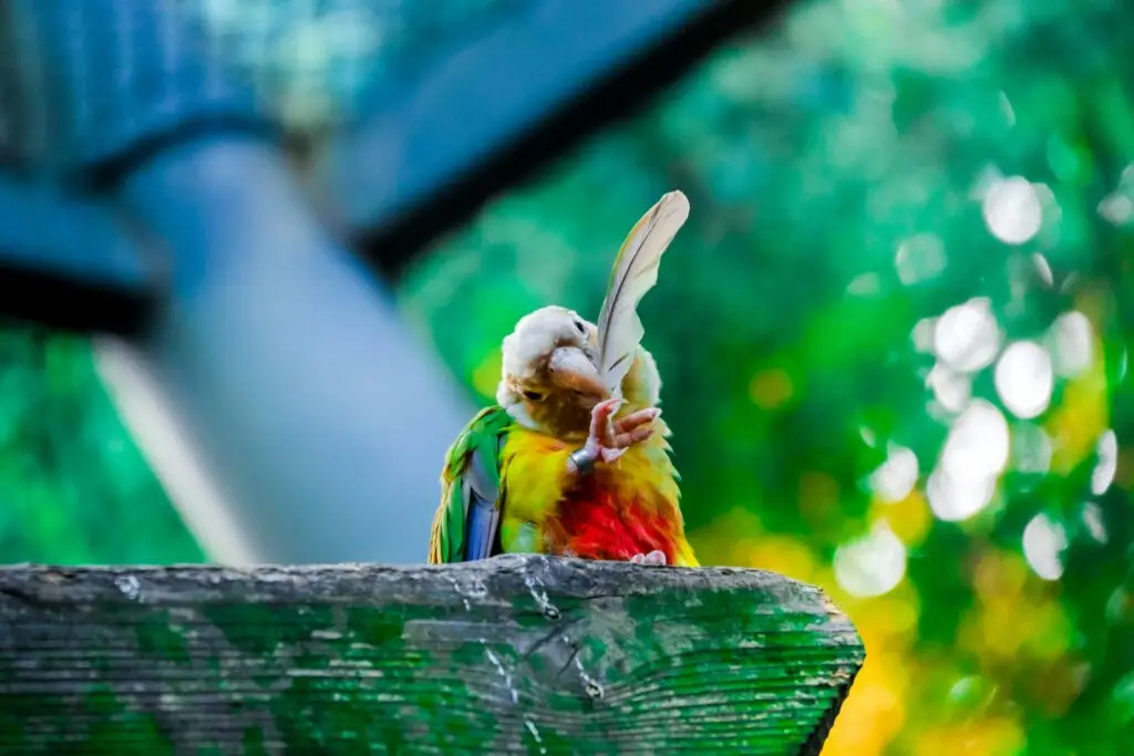 Best Pet Birds for Beginners Budgerigar