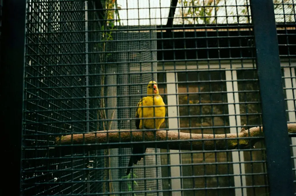 Best Pet Birds for Beginners Canary