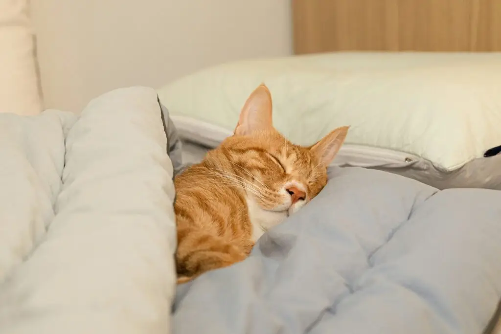 How to Care for Your New Kitten: The Complete Beginner’s Guide Care for Your New Kitten-1