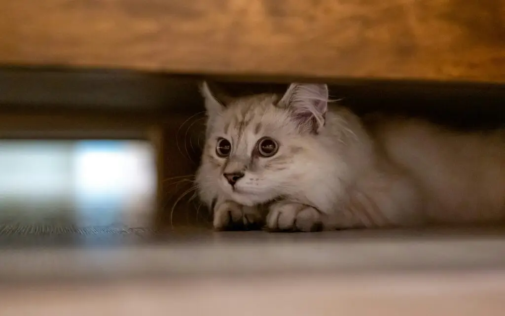 How to Care for Your New Kitten: The Complete Beginner’s Guide Care for Your New Kitten-2