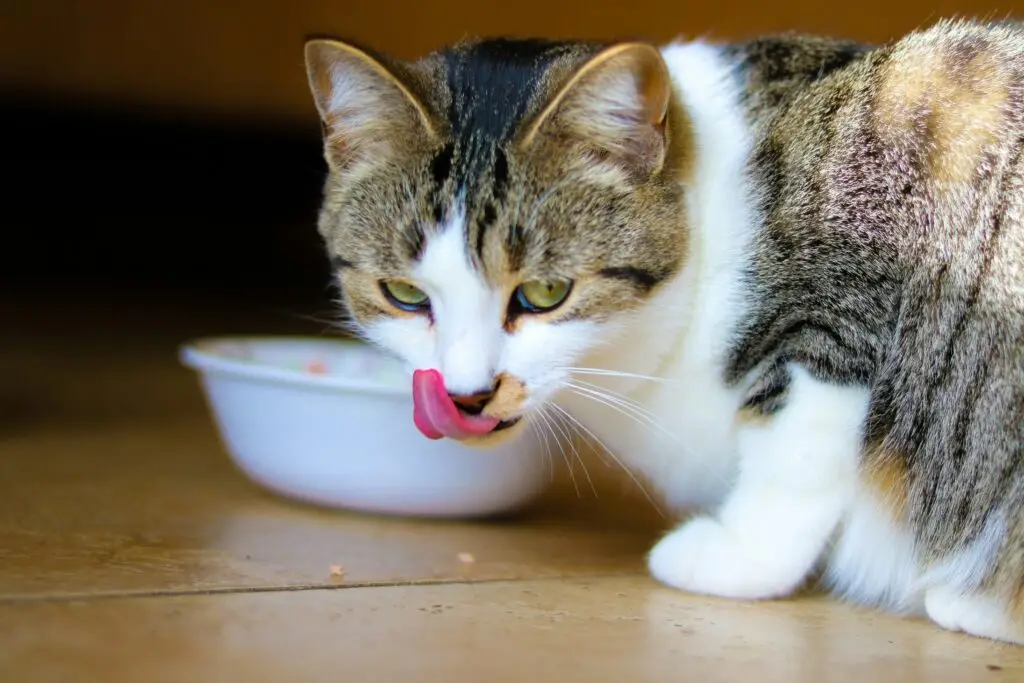 How to Care for Your New Kitten: The Complete Beginner’s Guide Care for Your New Kitten-3