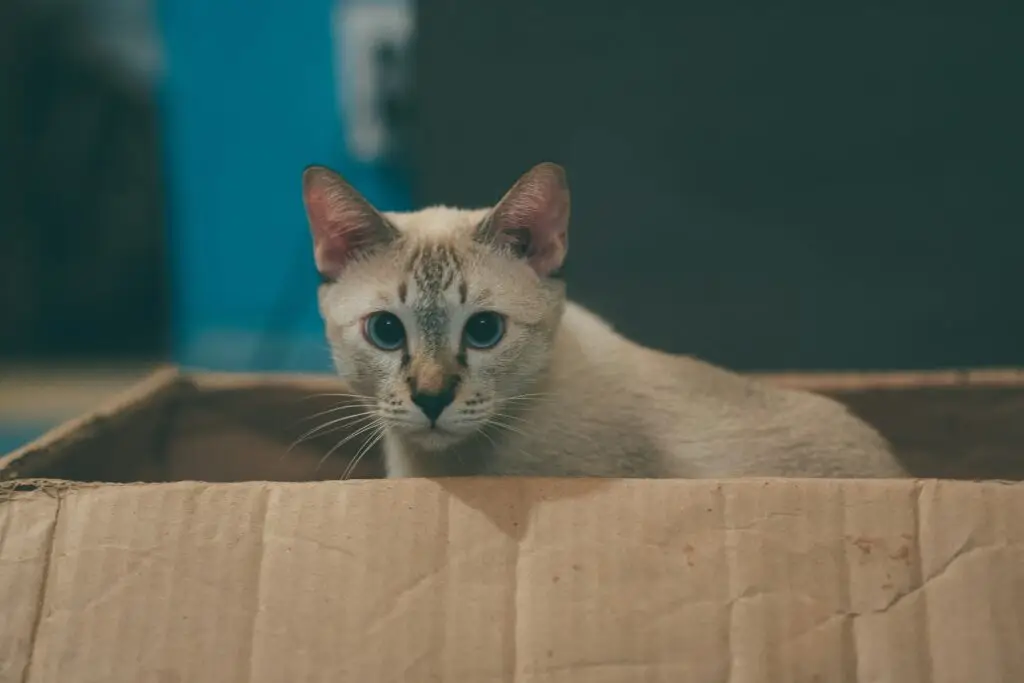 How to Care for Your New Kitten: The Complete Beginner’s Guide Care for Your New Kitten-4