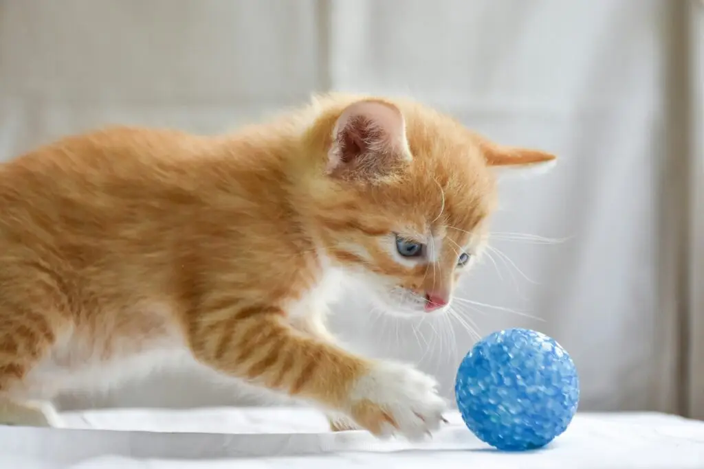 How to Care for Your New Kitten: The Complete Beginner’s Guide Care for Your New Kitten-5