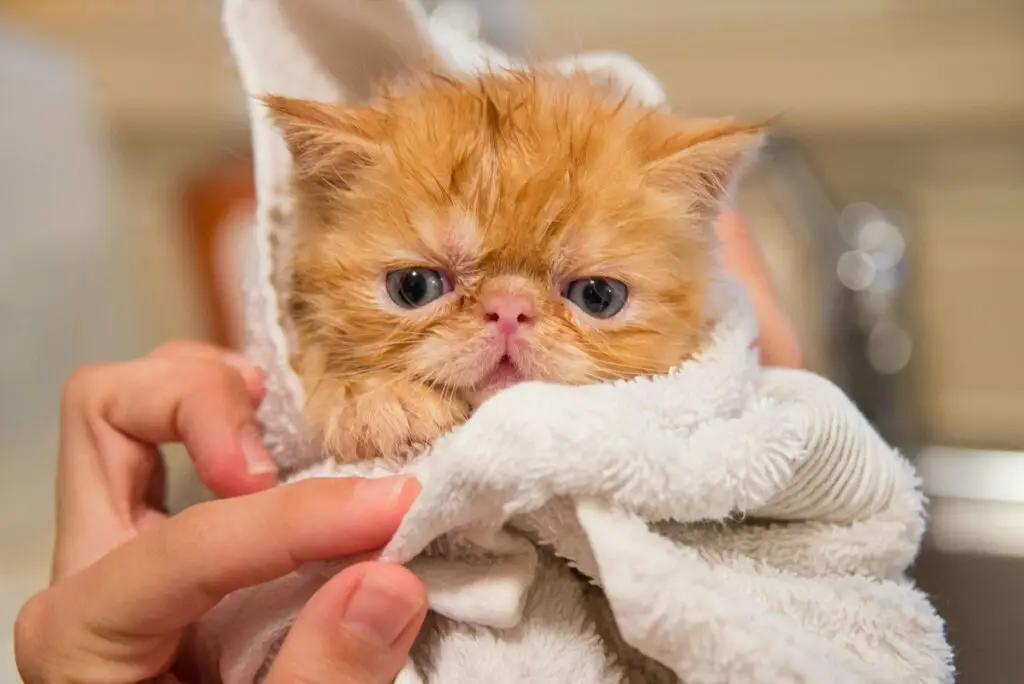 How to Care for Your New Kitten: The Complete Beginner’s Guide Care for Your New Kitten-6