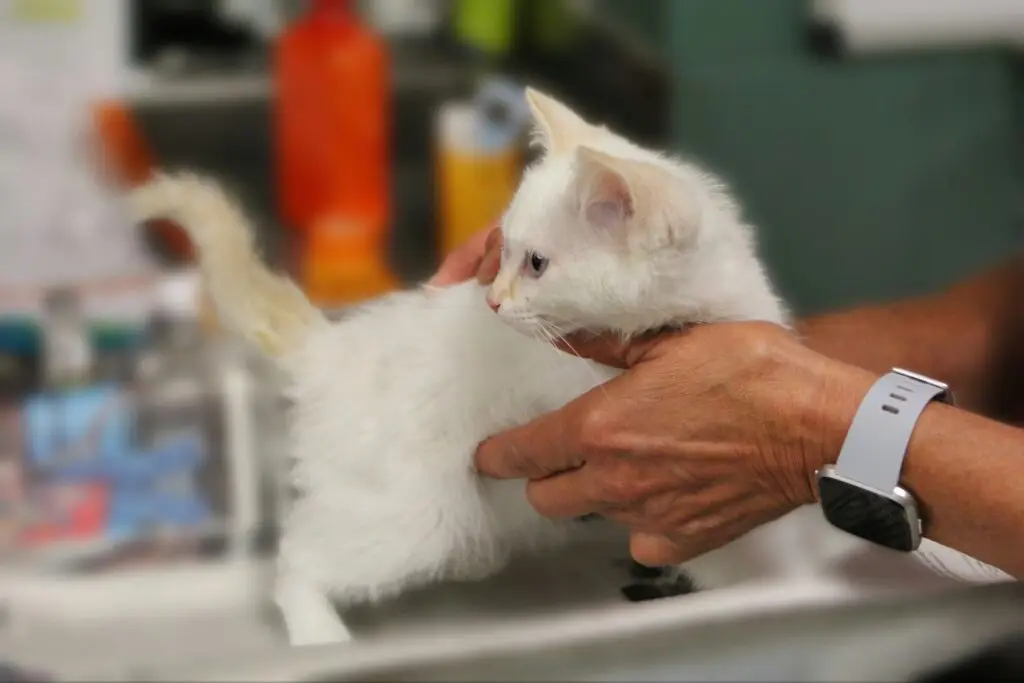 How to Care for Your New Kitten: The Complete Beginner’s Guide Care for Your New Kitten-7