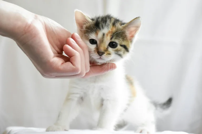 Blogs Care for Your New Kitten