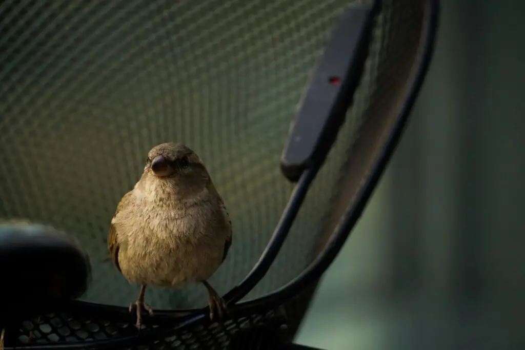 Best Pet Birds for Beginners Cockatiel