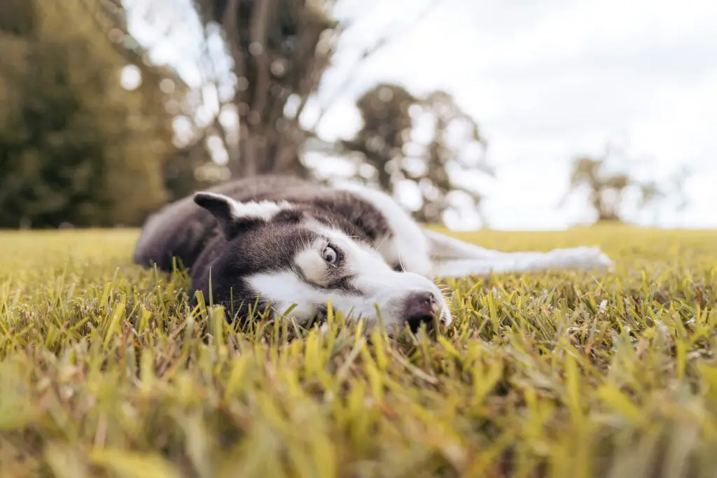 Top 10 Most Loyal Dog Breeds Collie