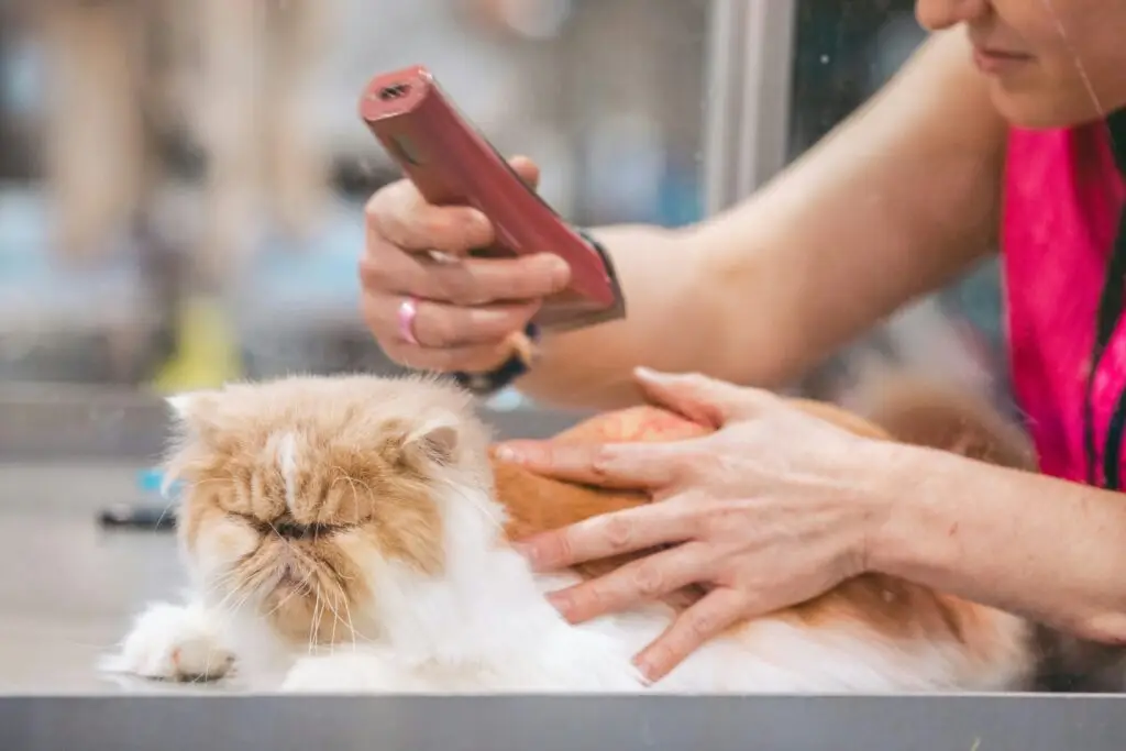 DIY Grooming Tips for Your Pet at Home DIY Grooming Tips-1