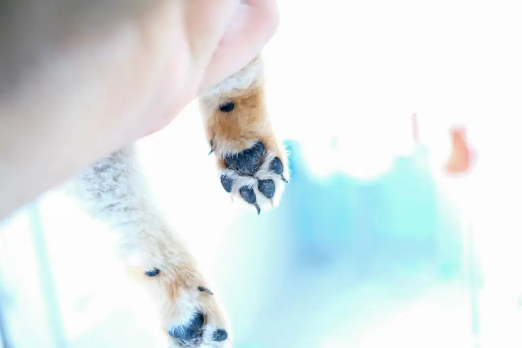 DIY Grooming Tips for Your Pet at Home DIY Grooming Tips-3