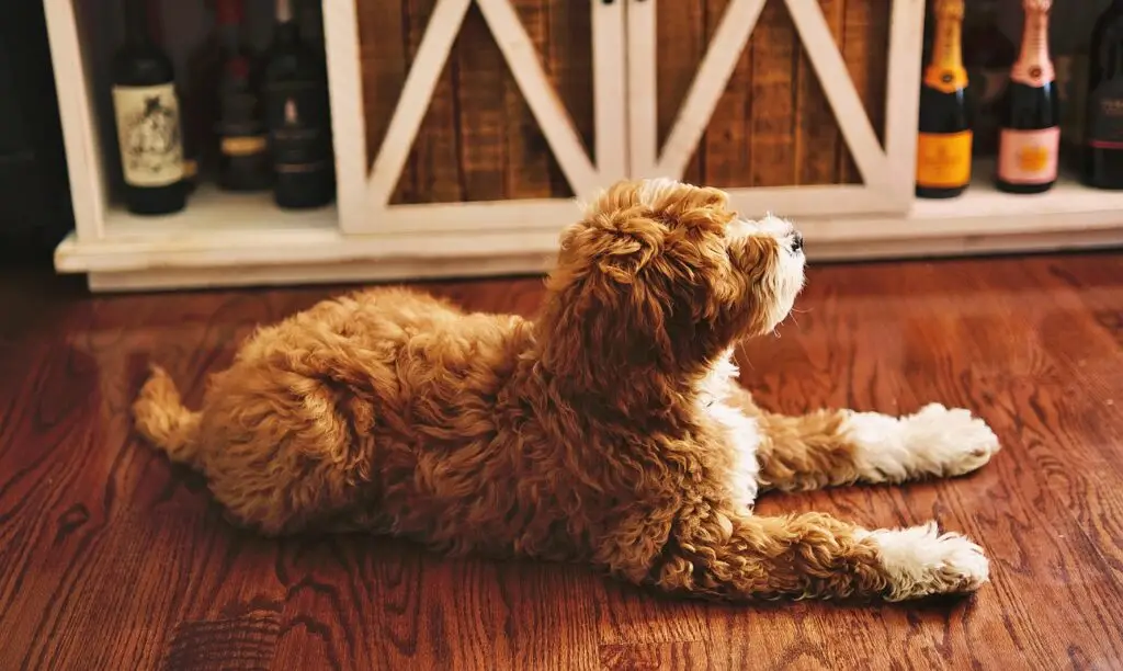 DIY Grooming Tips for Your Pet at Home DIY Grooming Tips-6