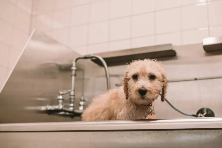 DIY Grooming Tips for Your Pet at Home