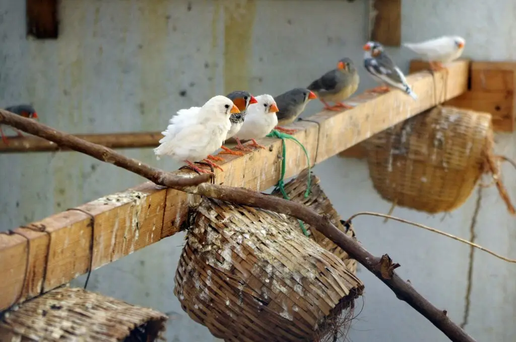 Best Pet Birds for Beginners Finch