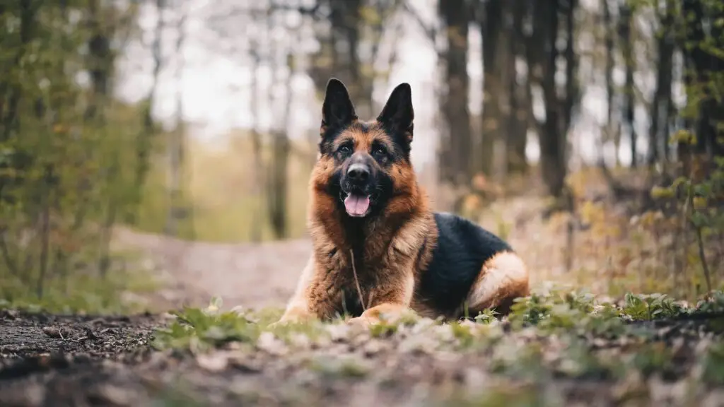 Top 10 Most Loyal Dog Breeds German Shepherd