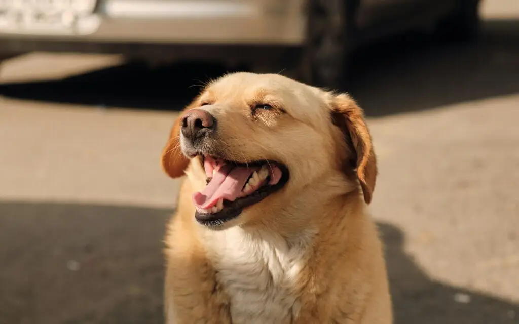 Top 10 Most Loyal Dog Breeds Golden Retriever