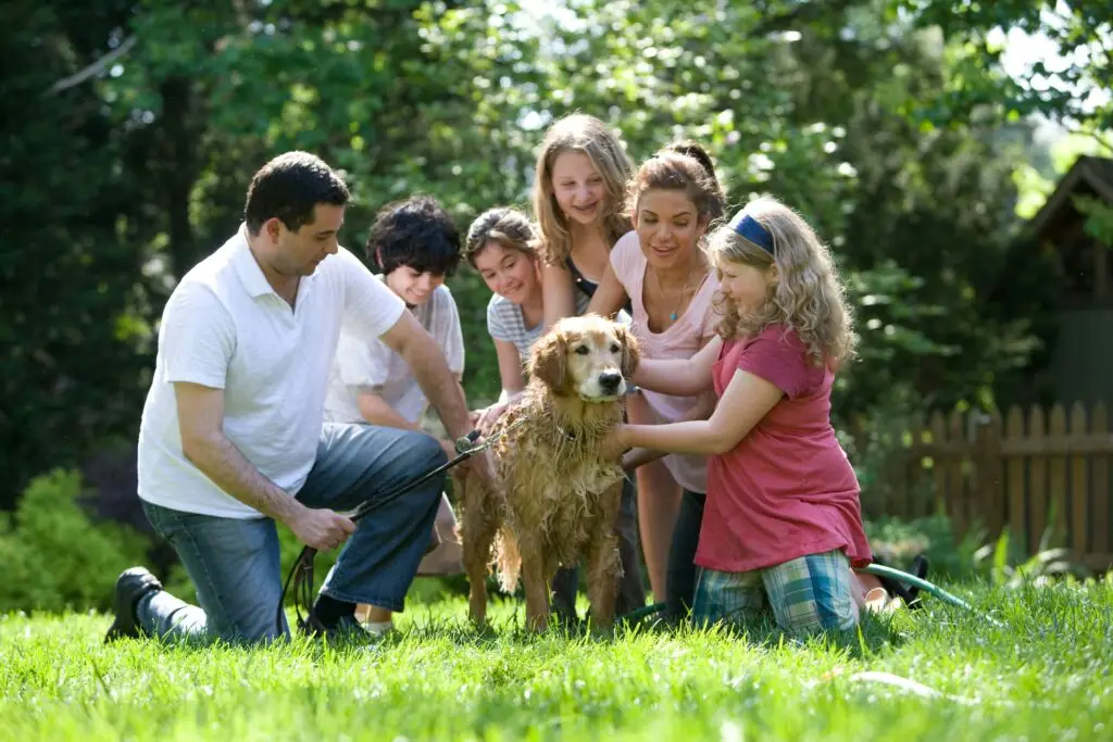 Top 10 Most Loyal Dog Breeds Labrador Retriever