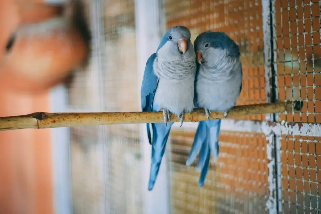 Best Pet Birds for Beginners Lovebird