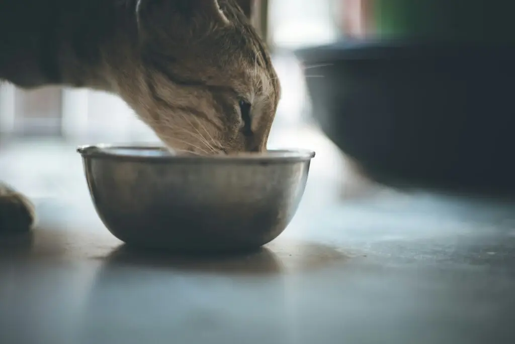 Pet Nutrition 101: What Should Your Pet Really Be Eating Pet Nutrition 101-1