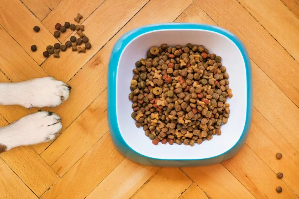 Pet Nutrition 101: What Should Your Pet Really Be Eating Pet Nutrition 101-2
