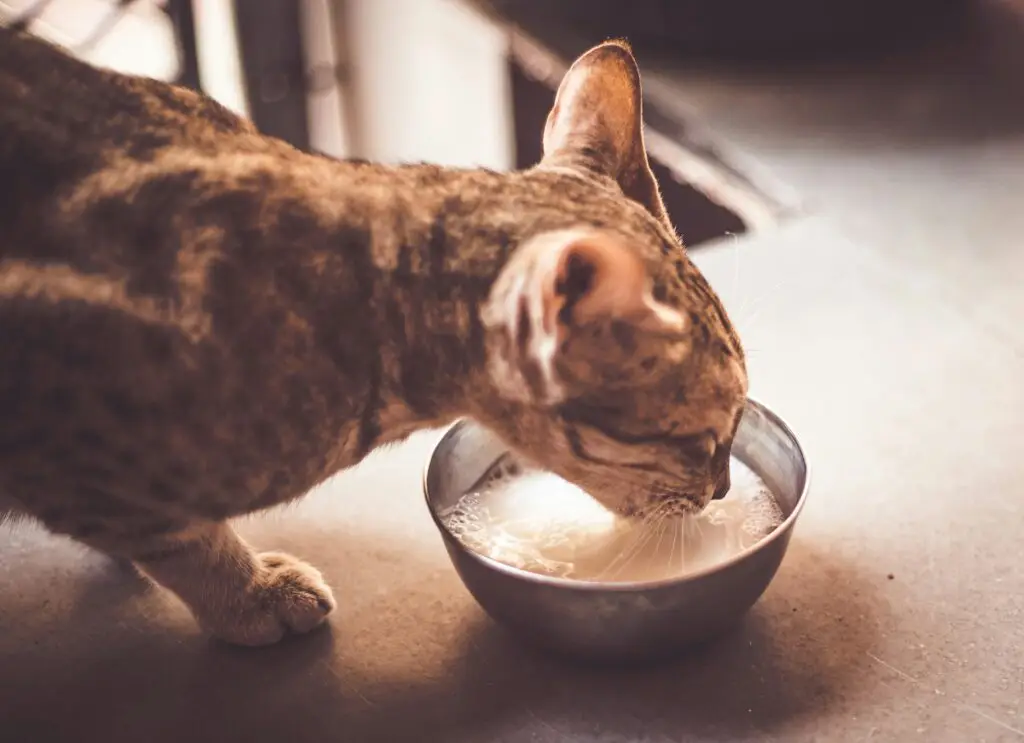 Pet Nutrition 101: What Should Your Pet Really Be Eating Pet Nutrition 101-4