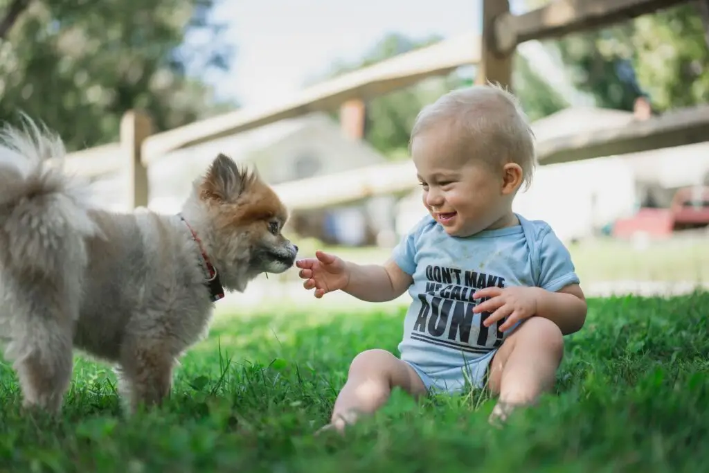 Pet Nutrition 101: What Should Your Pet Really Be Eating Pet Nutrition 101-5