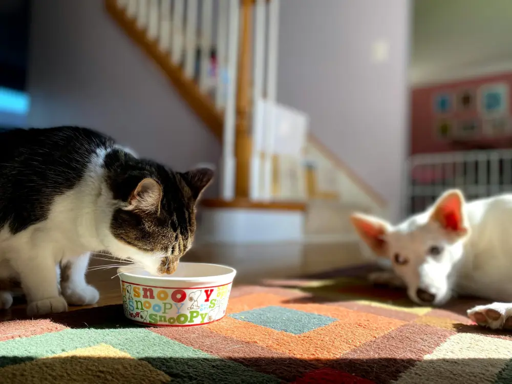 Pet Nutrition 101: What Should Your Pet Really Be Eating Pet Nutrition 101