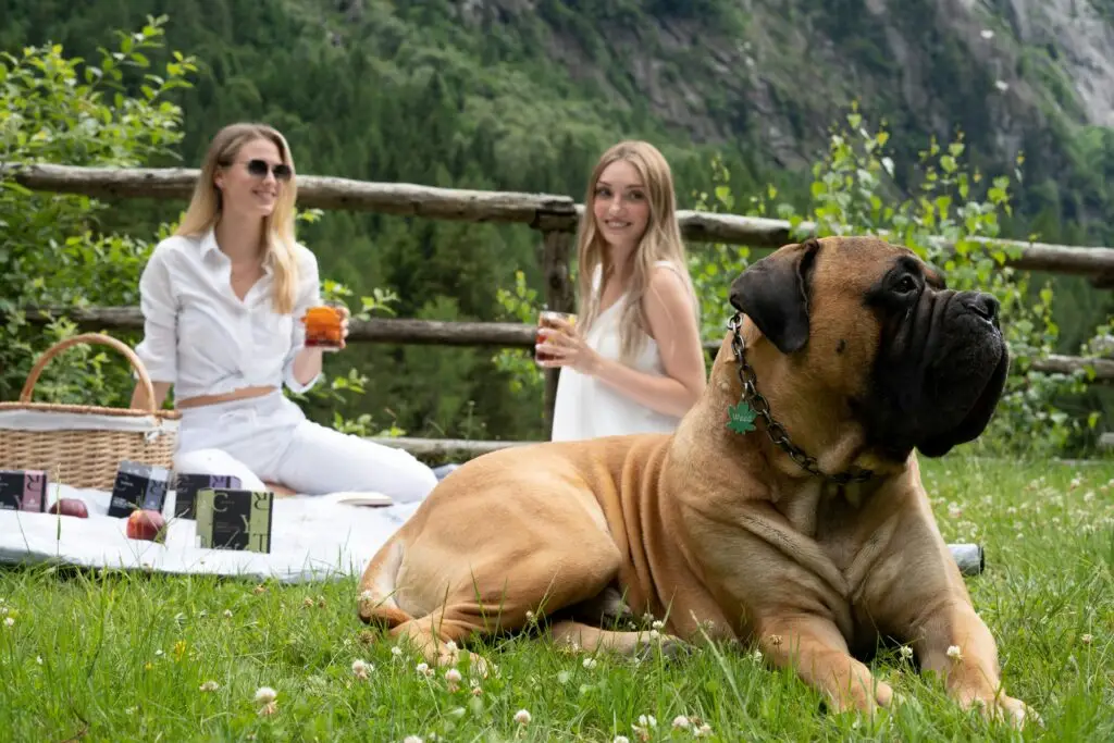 Top 10 Most Loyal Dog Breeds Rottweiler