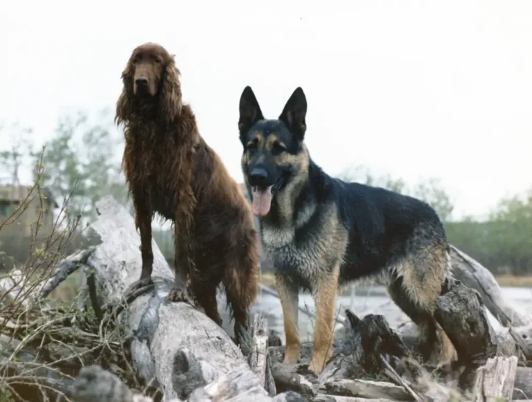 Top 10 Most Loyal Dog Breeds