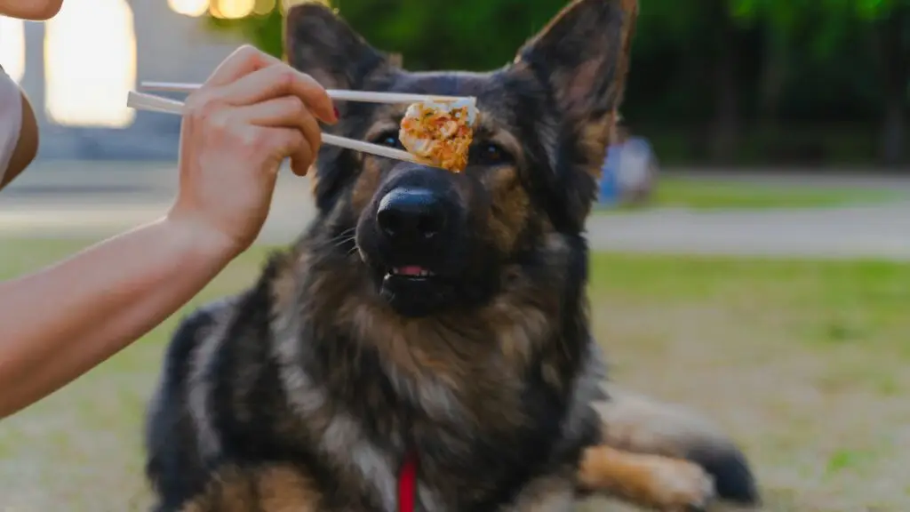 How to Train Your Dog at Home (Simple Tips That Work) Train Your Dog at Home-1