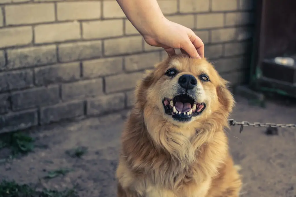 How to Train Your Dog at Home (Simple Tips That Work) Train Your Dog at Home-2