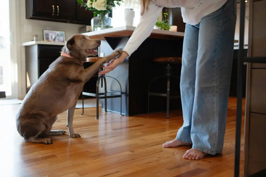 How to Train Your Dog at Home (Simple Tips That Work) Train Your Dog at Home-3