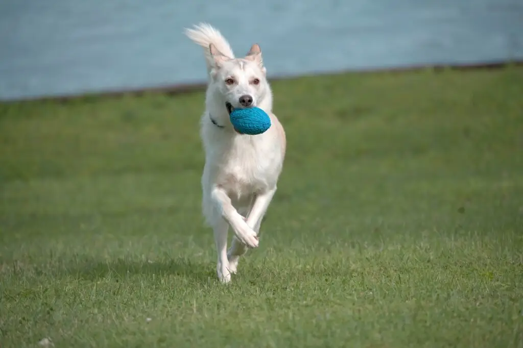 How to Train Your Dog at Home (Simple Tips That Work) Train Your Dog at Home-4
