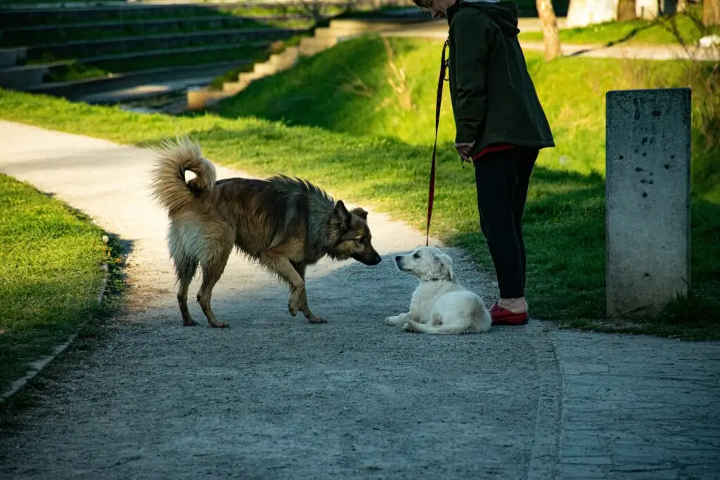 How to Train Your Dog at Home (Simple Tips That Work) Train Your Dog at Home-5