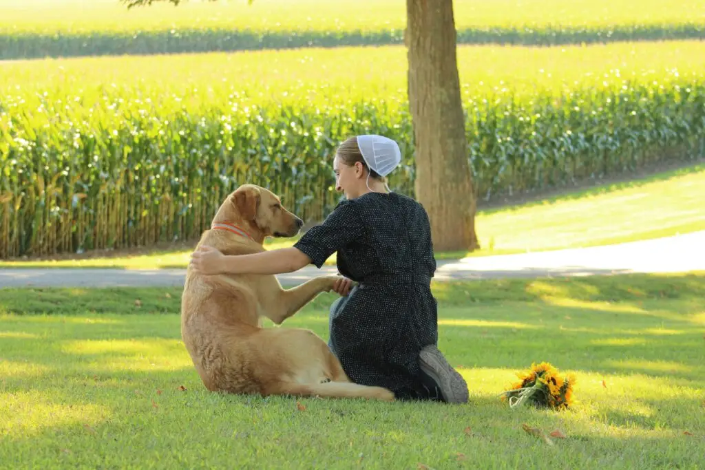 How to Train Your Dog at Home (Simple Tips That Work) Train Your Dog at Home-6