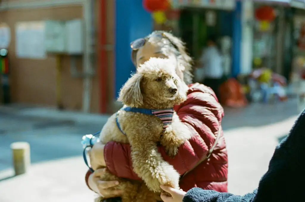 Top 10 Most Loyal Dog Breeds Yorkshire Terrier