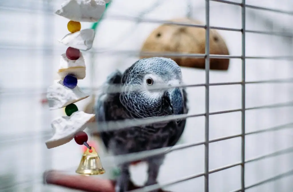 Best Pet Birds for Beginners pet bird
