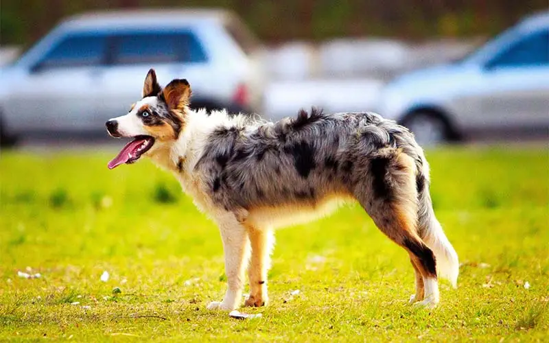 Best Dog Breeds for Families in the USA Australian Shepherd