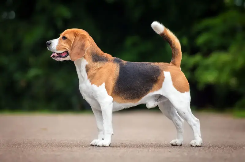 Best Dog Breeds for Families in the USA Beagle