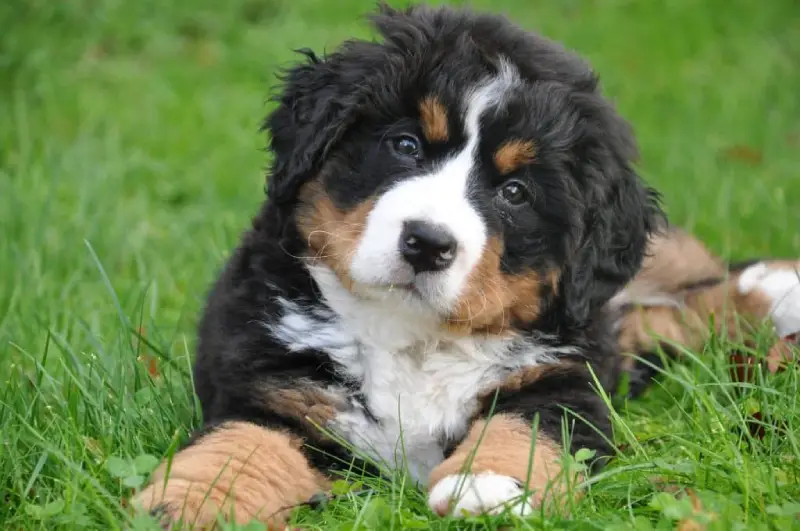 Best Dog Breeds for Families in the USA Bernese Mountain Dog