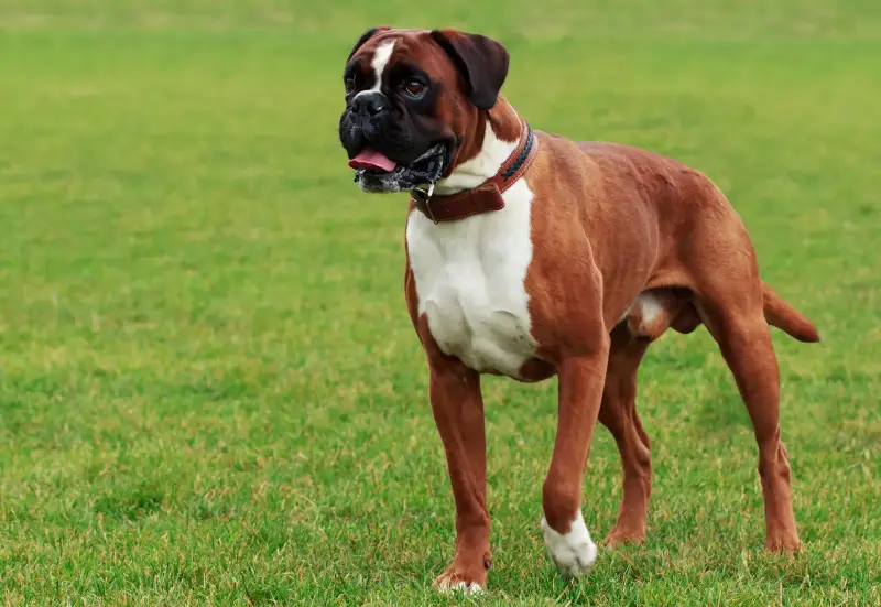 Best Dog Breeds for Families in the USA Boxer
