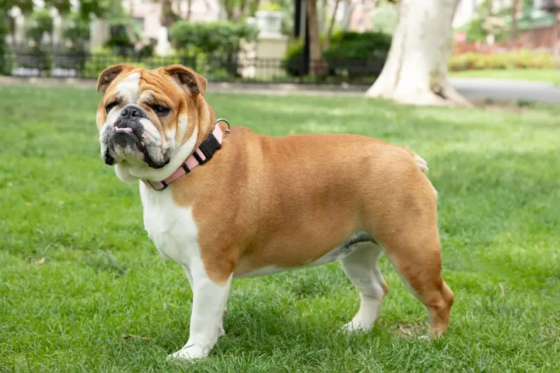 Best Dog Breeds for Families in the USA Bulldog