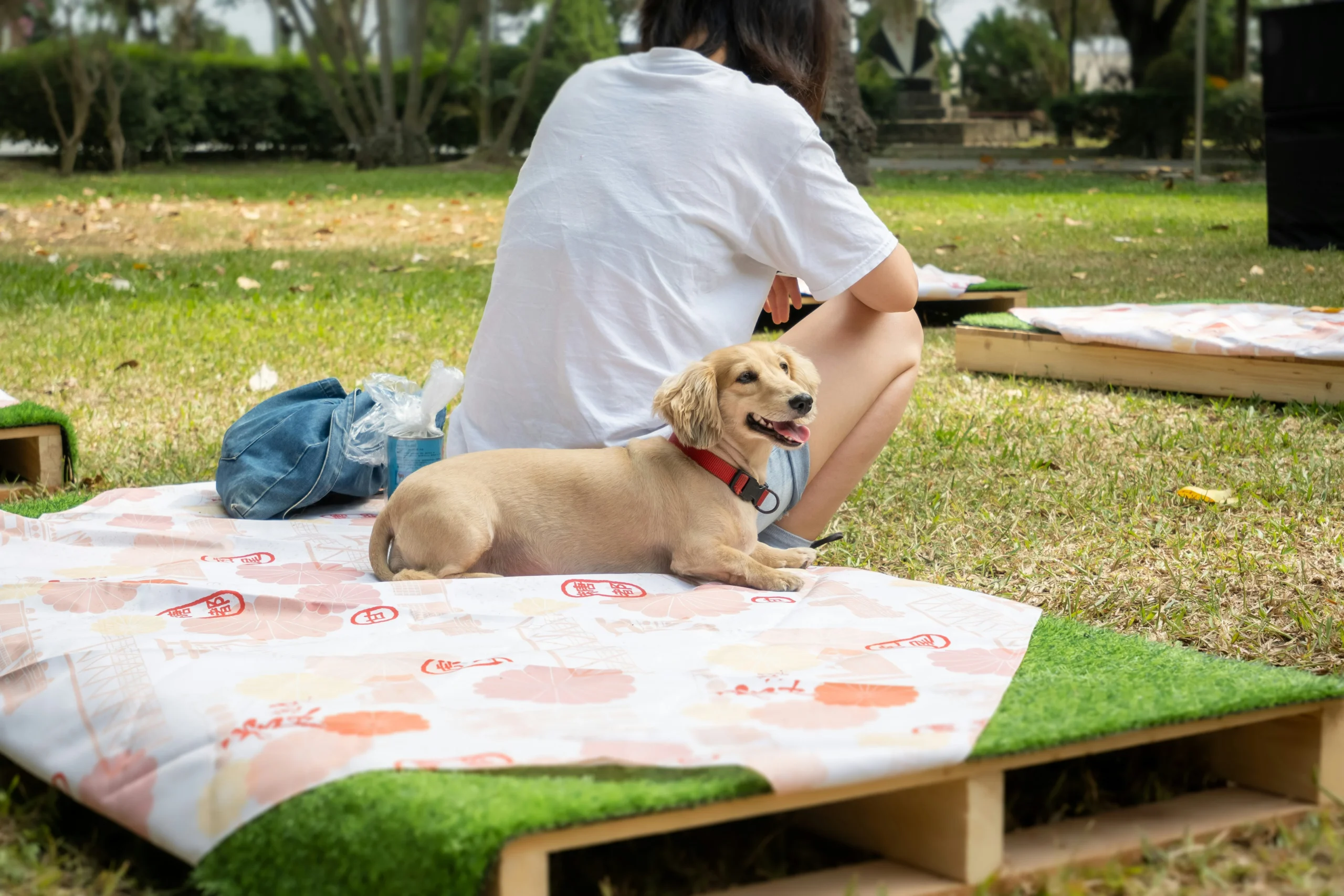 Sit, Stay, Come- Train Your Dog the Smart Way with These Simple Tips Dog training