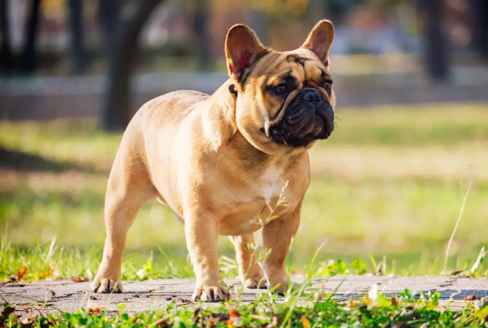 5 Fascinating Facts You Never Knew About French Bulldogs French Bulldogs-1
