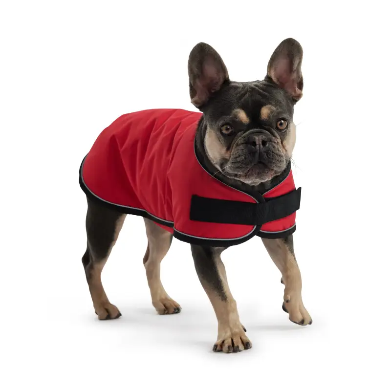 5 Fascinating Facts You Never Knew About French Bulldogs French Bulldogs-2