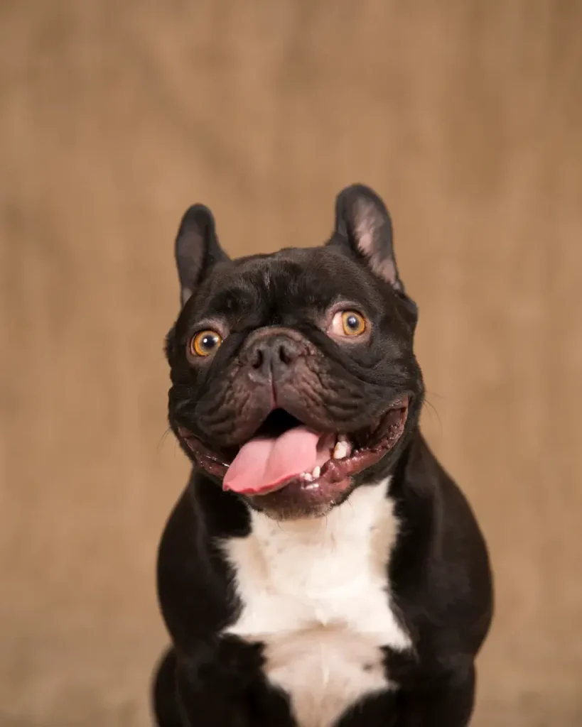 5 Fascinating Facts You Never Knew About French Bulldogs French Bulldogs-3