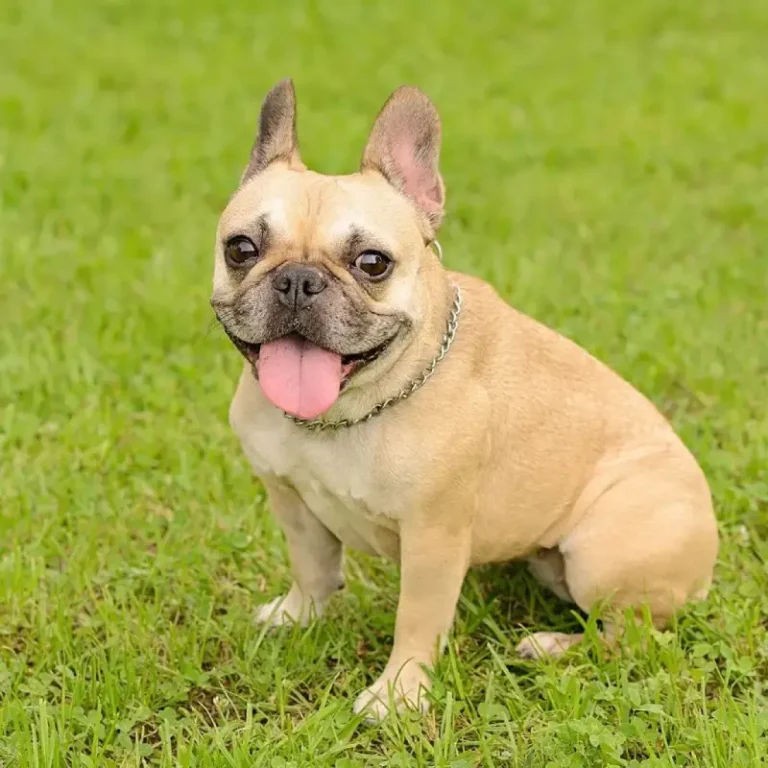 Blogs French Bulldogs